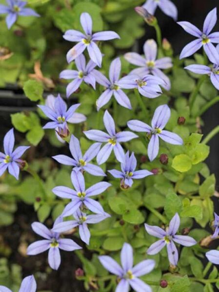 Pratia pedunculata 'County Park' / Garten-Scheinlobelie 'County Park' mit hellvioletten, sternförmigen Blüten und grünem Laub
