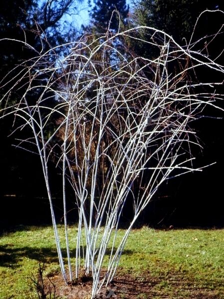 Rubus cockburnianus, Blauholzige Brombeere (Tangutische Himbeere) mit silbrig-blauen Trieben, strauchartiger Wuchsform