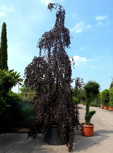 Hänge-Blut-Buche (Fagus sylvatica 'Purpurea Pendula') Solitär 600–700 cm im Container C1000, hängender Wuchs, dunkelrotes Laub