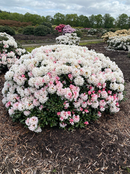 Rhododendron 'Koichiro Wada' (Nr.1299) / Rhododendron yakushimanum 'Koichiro Wada' 200 cm breit x 100 cm hoch Rhododendron 'Koichiro Wada' (Nr.1299) / Rhododendron yakushimanum 'Koichiro Wada' 200 cm breit x 100 cm hoch
