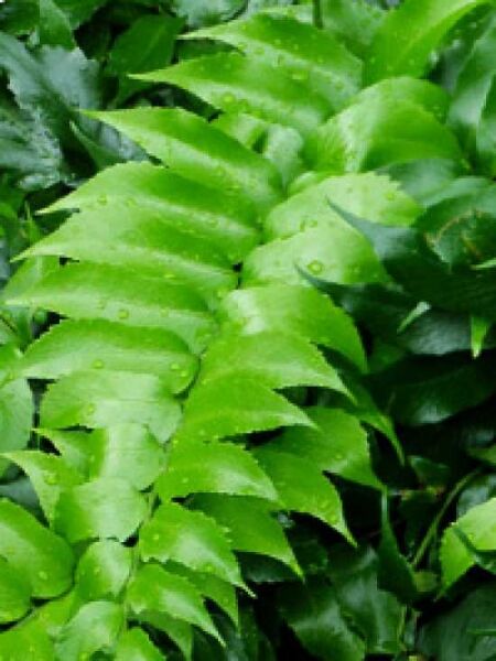 Sichelfarn / Cyrtomium falcatum
