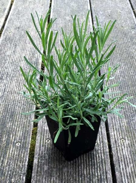 Lavandula angustifolia 'Hidcote Blue' / echter Lavendel