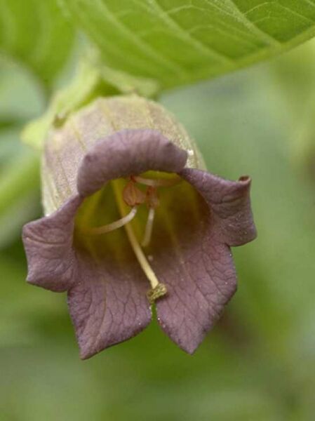 Tollkirsche / Atropa bella-donna