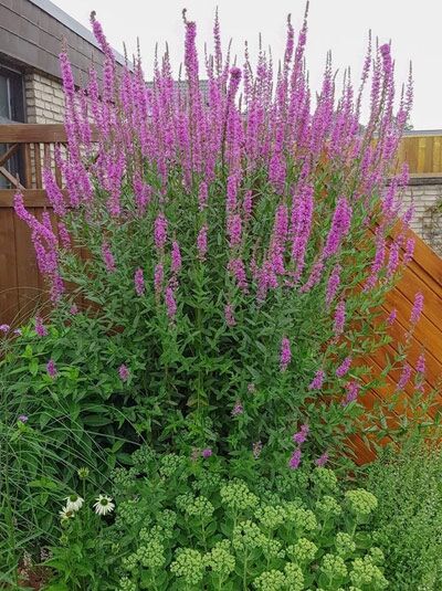 Blut-Weiderich 'Zigeunerblut' / Lythrum salicaria 'Zigeunerblut'