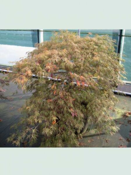 Roter Schlitz-Ahorn (Acer palmatum) 'Dissectum Ornatum' / 'Dissectum Atropurpureum', Solitär im Container, 125–150 cm, C50