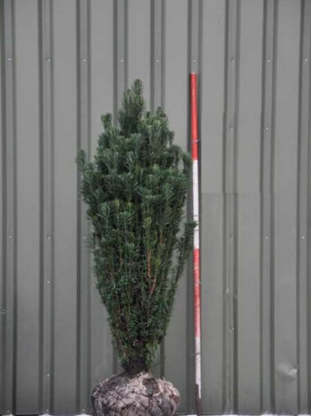 Säulenkopf-Eibe / Säulenkopf-Eibe