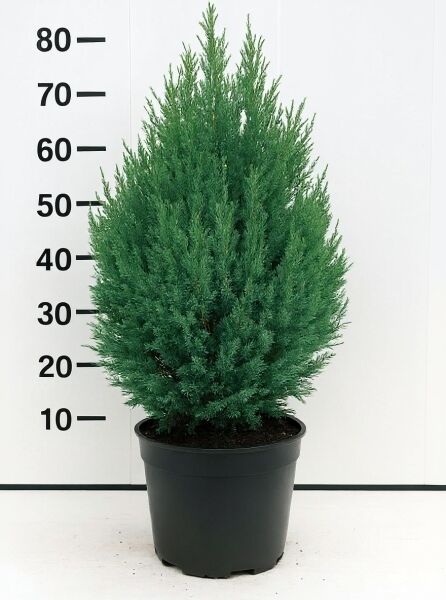 Juniperus chinensis 'Stricta' (Chinesischer Wacholder), kegelförmiger Kegel-Wacholder im Topf, ca. 50–60 cm, C5.