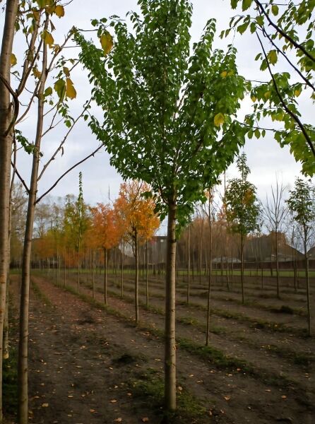 Prunus domestica 'The Czar' / Pflaume 'The Czar' Hochstamm 20-25 StU, Baum mit geradem Stamm und grüner Krone im Feldbestand
