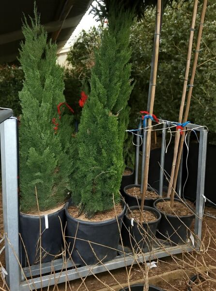 Juniperus chinensis 'Torulosa' / Wacholder 'Torulosa' 150-175 cm C35 im Pflanzcontainer, aufrecht wachsendes Nadelgehölz