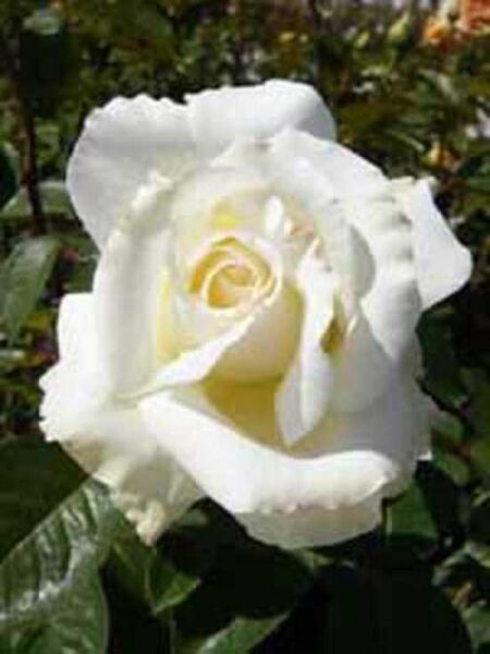 Edelrose 'Memoire' / Rosa 'Memoire ®'