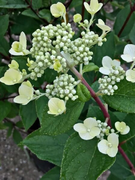 Hydrangea paniculata 'Wim's Red' / Rispenhortensie 'Wim's Red'