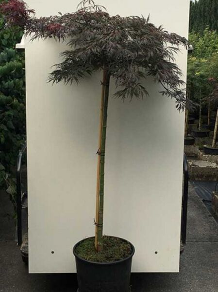 Fächer-Ahorn Acer palmatum 'Tamukeyama' auf Stamm 80 cm, C25-Topf, mit dunkelrotem, fein geschlitztem Laub