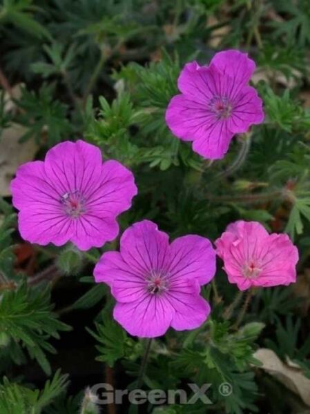 Blut-Storchschnabel 'Ankum's Pride' / Geranium sanguineum 'Ankum's Pride'