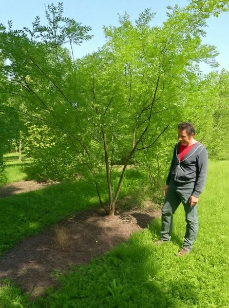 Gold-Gleditschie (Gleditsia triacanthos 'Sunburst'), mehrstämmig, 250–300 cm mit Drahtballen, mit hellgrünem Laub.