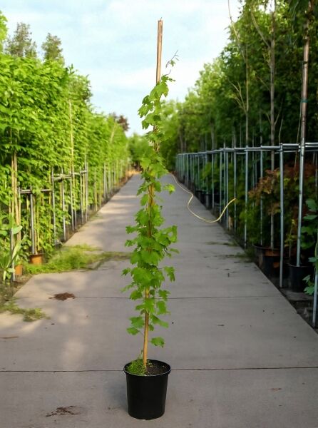 Vitis 'Boskoop Glory' / Weintraube 'Boskoop Glory' 175-200 cm C10, Kletterpflanze im Topf am Stab geführt