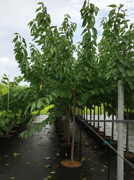 Prunus avium 'Sunburst' / Süßkirsche 'Sunburst' Halbstamm 14-16 StU im Container mit grünem Laub und verzweigter Krone.
