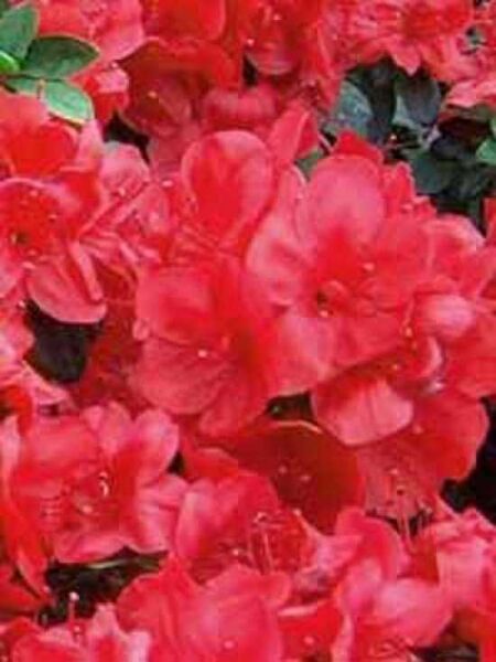 Rhododendron obtusum 'Muttertag' / Japanische Azalee 'Muttertag'