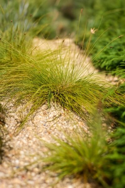 Torf-Segge / Torf-Segge