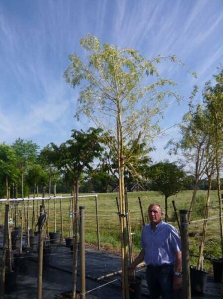 Salix sepulcralis 'Chrysocoma' – Hänge-Weide/Trauer-Weide 'Chrysocoma' Hochstamm 12-14 StU im Container mit hängenden Zweigen