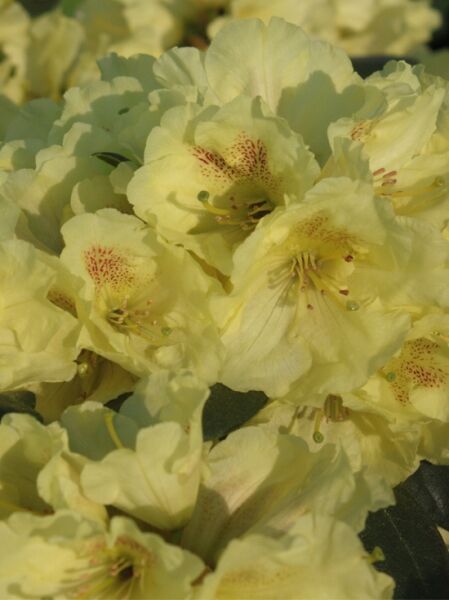 Rhododendron yakushimanum 'Serpina' / Rhododendron 'Serpina', hellgelbe Blüten mit rötlicher Zeichnung und Staubgefäßen in Dolden