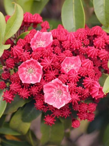 Lorbeerrose 'Carol' / Berglorbeer 'Carol' / Kalmia latifolia 'Carol'