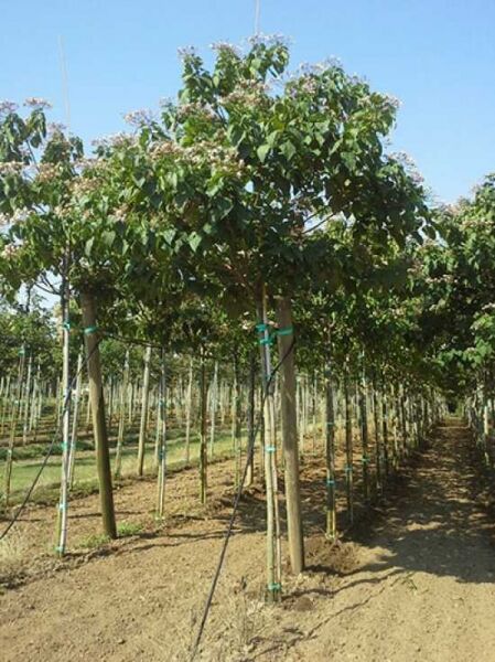 Clerodendrum trichotomum, Chinesischer Losbaum, Hochstamm 16-18 StU mit Drahtballen, Baum mit grüner Krone im Feldbestand