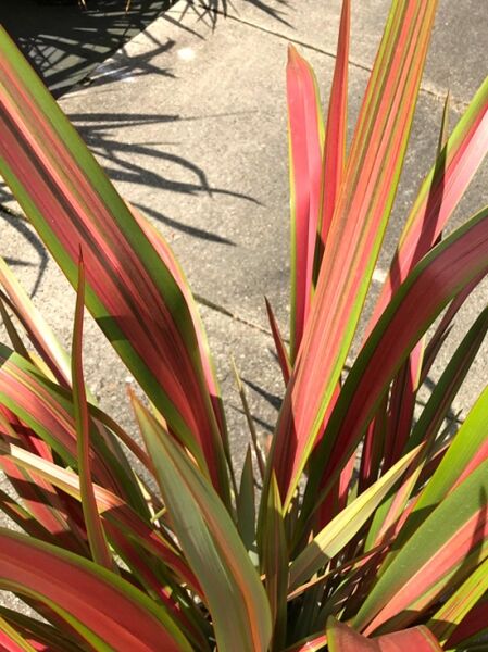 Phormium tenax 'Emerald Pink' / Neuseeländer-Flachs 'Emerald Pink' mit aufrechten, schwertförmigen Blättern in Grün-Rosa, panaschiert.