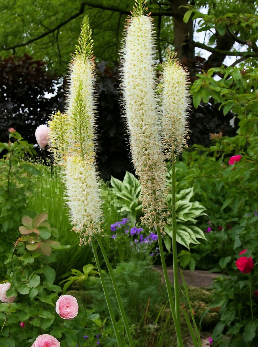 Himalaya-Steppenkerze - Eremurus himalaicus - Baumschule NewGarden