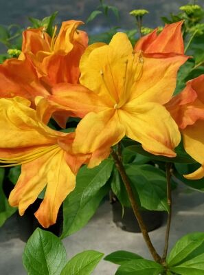 Orange blhende Rhododendron und Azaleen gnstig kaufen