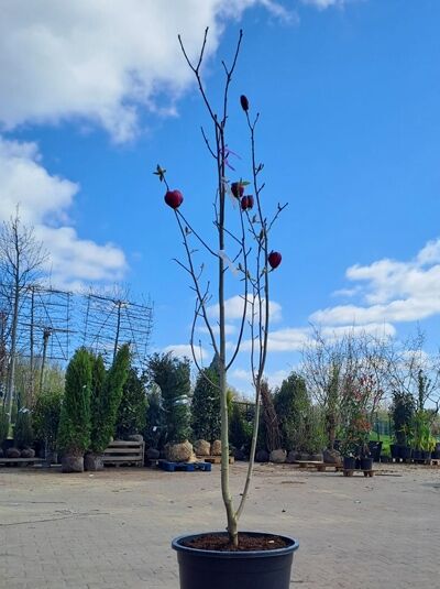 Magnolie 'Lila Blüte' 200-250 cm / Magnolia 'Lila Blüte' (876151)