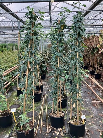 Argyrocytisus battandieri (Silberginster) 175-200 cm C20 im Topf, hochwachsend mit mehreren Stäben gestützt, graugrünes Laub.