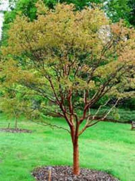Prunus serrula / Mahagoni-Kirsche / Tibetanische Berg-Kirsche