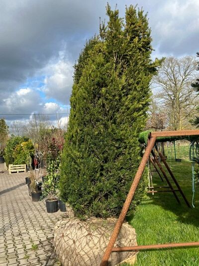 Heimische Eibe / Heimische Eibe