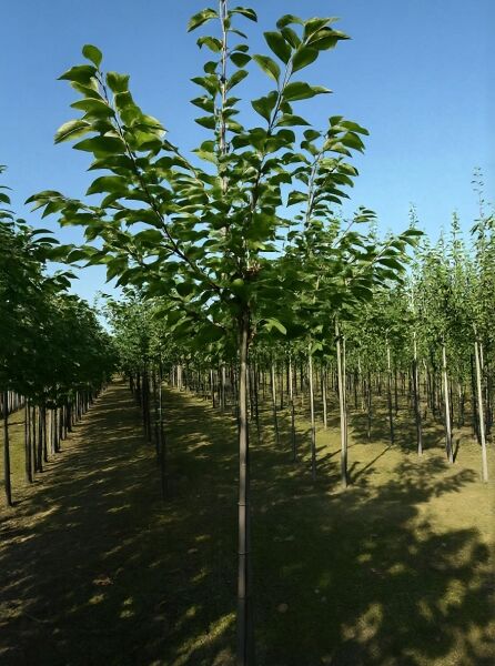 Prunus avium 'Star' / Süßkirsche 'Star' Hochstamm 12-14 StU mit Drahtballen, junger Baum mit grünem Laub und Krone.