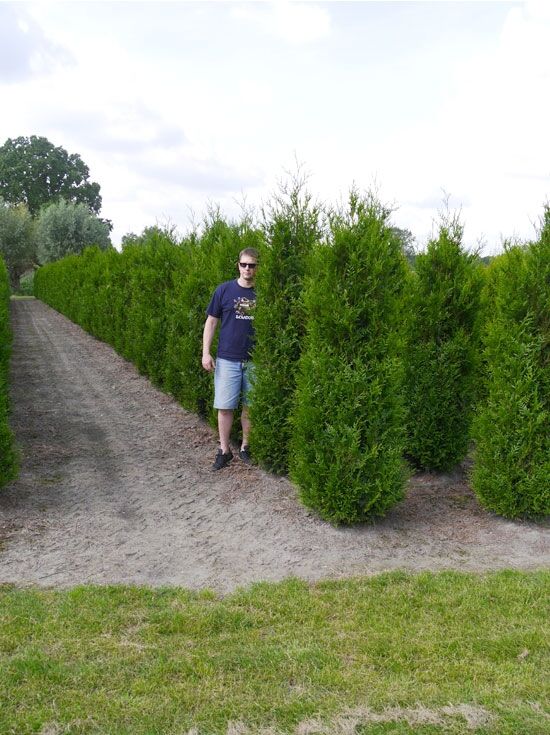 Riesen-Lebensbaum 'Atrovirens' - Thuja plicata 'Atrovirens' - Baumschule  NewGarden