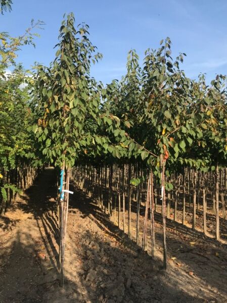 Prunus avium 'Große Schwarze Knorpel', Süßkirsche Hochstamm 10-12 StU, veredelter Baum mit geradem Stamm und grünen Blättern.