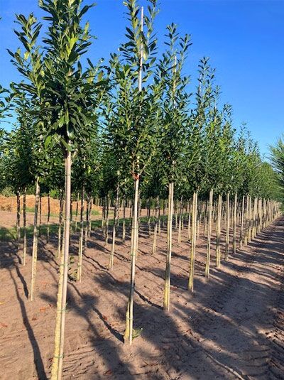 Prunus laurocerasus 'Caucasica' / Kirschlorbeer 'Caucasica' Hochstamm im Feld, mit geradem Stamm und dichter, grüner Krone