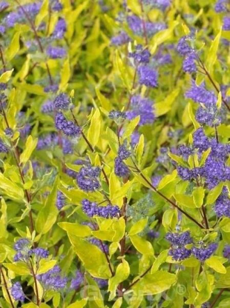 Bartblume 'Worcester Gold' / Gold-Bartblume / Caryopteris clandonensis 'Worcester Gold'