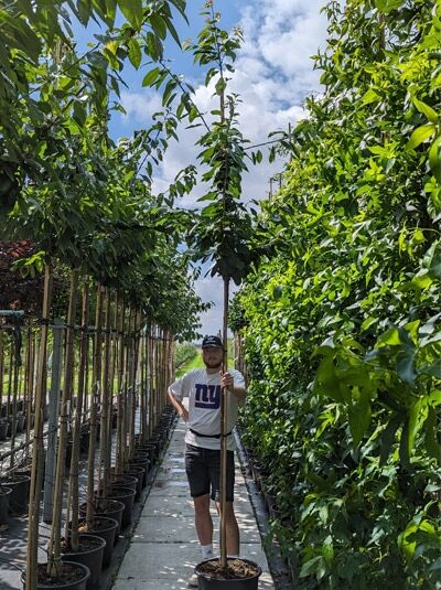 Prunus avium 'Büttner's Rote' / Büttner's rote Knorpelkirsche Hochstamm 10-12 StU im Container in der Baumschule aufgestellt