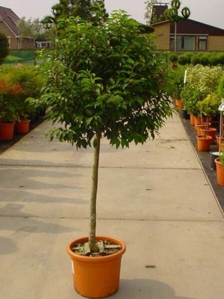 Prunus lusitanica 'Angustifolia' – Portugiesischer Kirschlorbeer 'Angustifolia' Hochstamm im Topf, ca. 90 cm Stamm, C25.