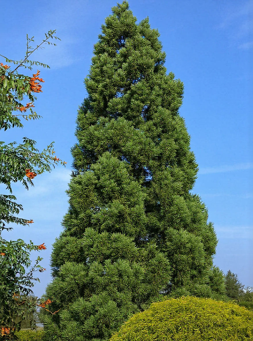 Sicheltanne 'Compacta' - Cryptomeria japonica 'Compacta' - Baumschule  NewGarden