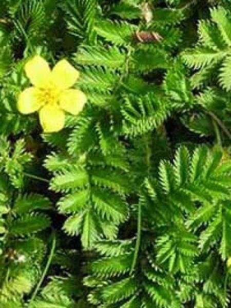 Braunes Fiederpolster / Leptinella squalida