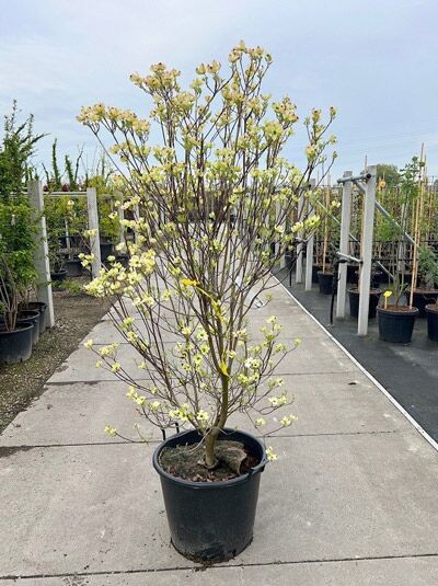 Amerikanischer Blumen-Hartriegel 'Rainbow' / Amerikanischer Blumen-Hartriegel 'Rainbow'