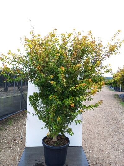 Japanischer Fächer-Ahorn Acer palmatum 'Ueno-yama', mehrstämmiger Strauchbaum im Topf, Höhe 175-200 cm, Container C50