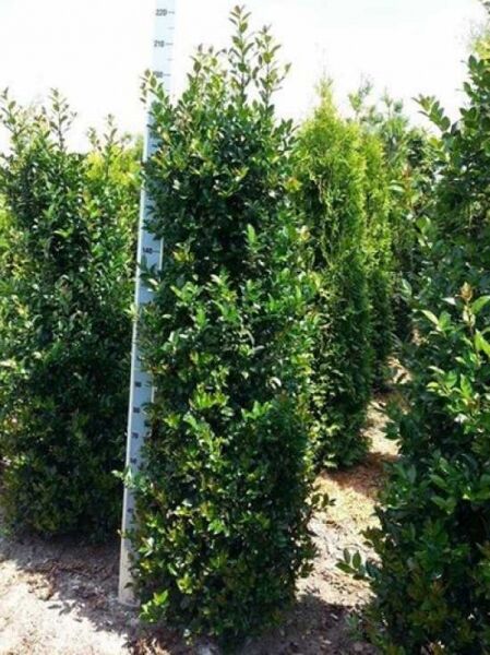 Ilex meserveae 'Blue Maid' / Stechpalme 'Blue Maid' Solitär 175-200 cm, immergrüner Strauch mit dichtem, glänzendem Laub.