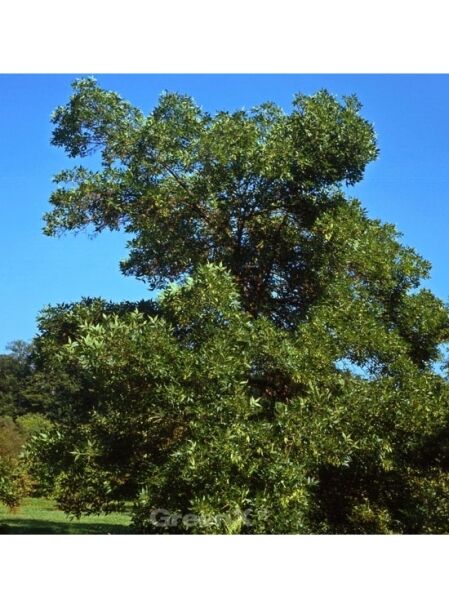 Rotesche / Fraxinus pennsylvanica