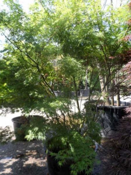 Japanischer Ahorn / Fächer-Ahorn 'Seiryu' / Acer palmatum 'Seiryu'