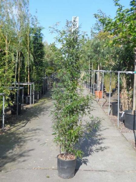 brauner Flecken Bambus / Phyllostachys nigra 'Boryana'