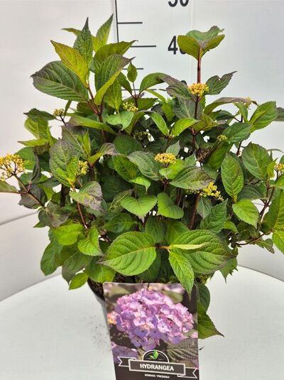 Hydrangea serrata 'Preziosa' / Teller-Hortensie 'Preziosa' 50-80 cm C10, buschiger Strauch im Topf mit grünen Blättern und Knospen.