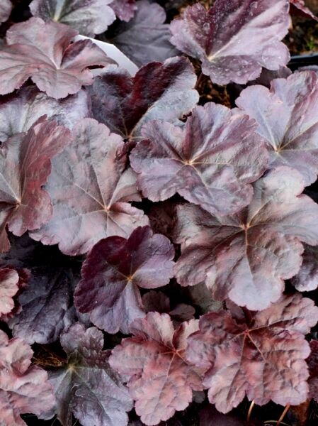 Heuchera micrantha Black Sea ®  /